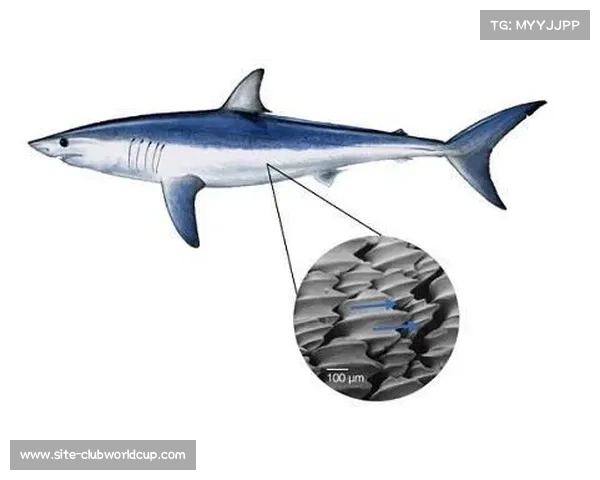 泳衣仿生鲨鱼皮专利到期 国产品牌加速量产降本六成竞争加剧
